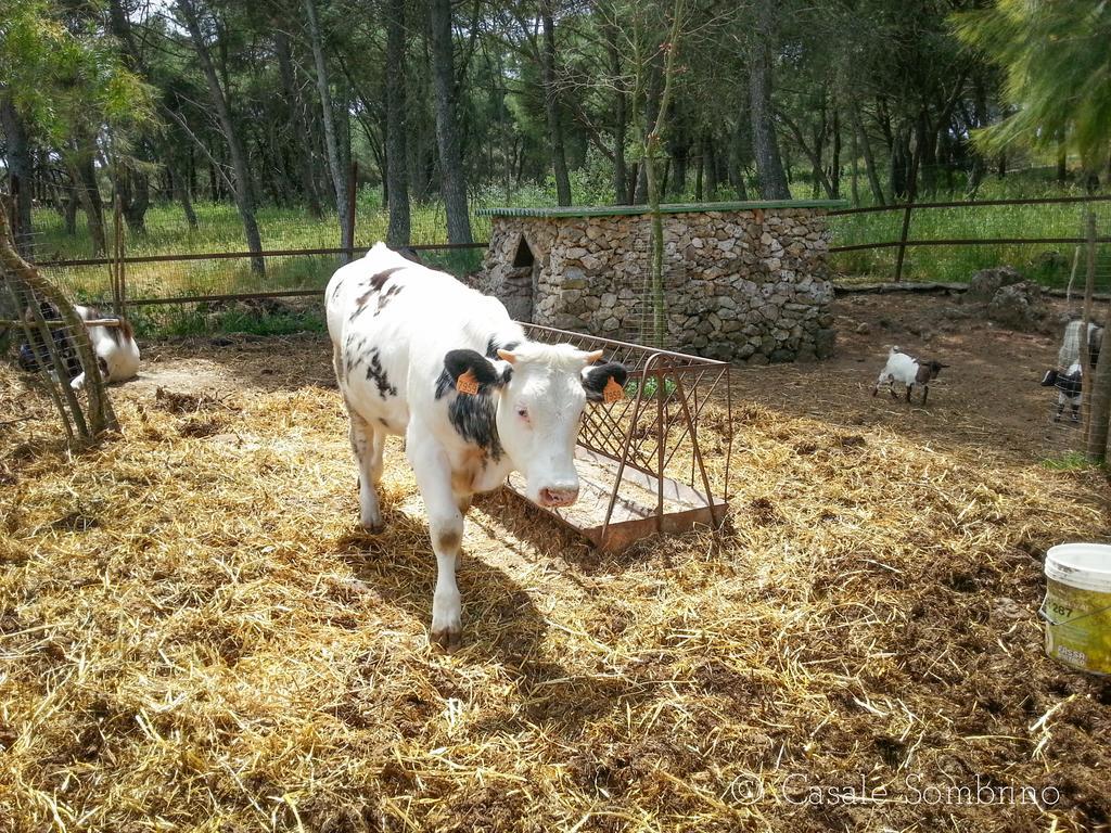 Casale Sombrino Konuk evi Supersano Dış mekan fotoğraf