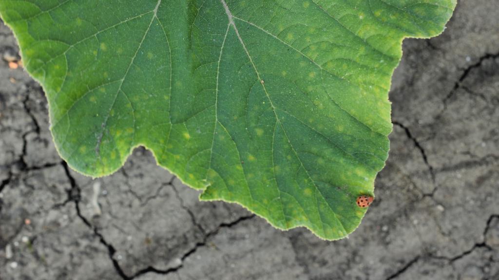 Casale Sombrino Konuk evi Supersano Dış mekan fotoğraf